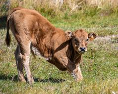 brown calf resting in the pasture