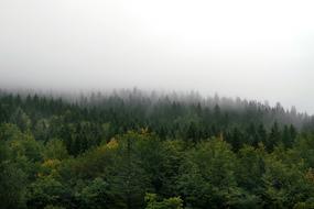 The Fog Forest Mountains