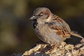 Sparrow Nature Bird