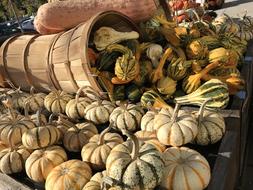 delicious pumpkins at the market