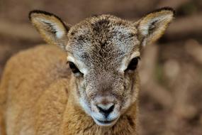 Mouflon Young Animal Aries Wild
