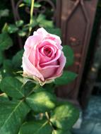 Rose Flower Plant