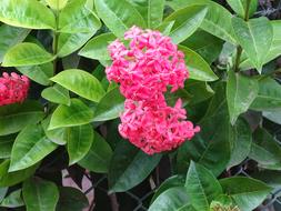 Flowers Nature Spring