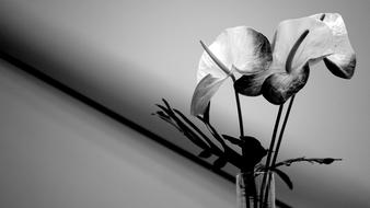 Nature Flowers White Flower The