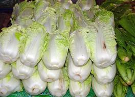 long cabbage harvest