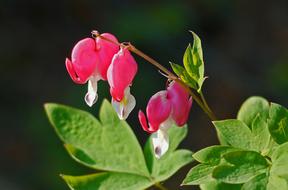 Bleeding Heart Gartenstaude Spring