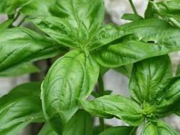 Basil Herb Ingredient