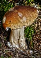 Mushroom Forest Moss