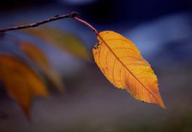 Autumn Fall Foliage Leaf
