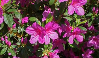 Hot Pink Azalea Flower