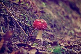 Fungus Nature Mushroom