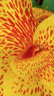 Canna Lily Yellow Flower Spotted