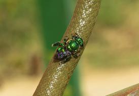 Insect Nature Wild macro blur
