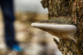 Nature Outdoors Wood