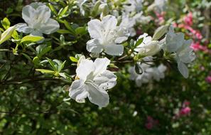 White Azalea Flower