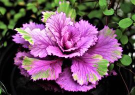 Autumn Flower Cabbage Ornamental