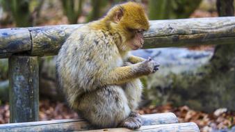 Barbary Ape Monkey Mountain