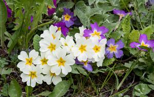 Primroses Plant Flower