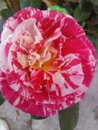 Flower Nuanced Field