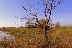 Autumn Landscape Bare Trees