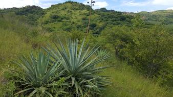 Maguey Blanco Mount Mountain