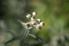 Helichrysum Flower Summer