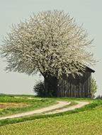 Blossom Bloom Tree Field