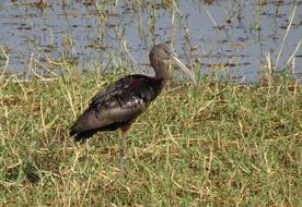 Glossy Ibis Wader Plegadis