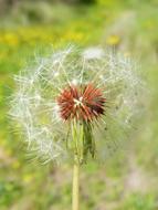 Dandelion Angelitos Detail