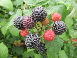 blossoming sweet berries on the bush