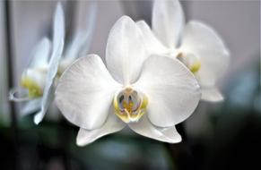 Orchid Flower Plant