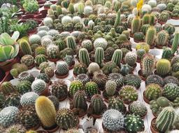 Cactus Nursery Plants