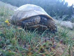 Tortoise on Mountain Forest
