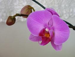 Flower Orchid
