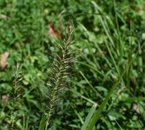 Ornamental Grass Seed Head