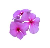 Image Cropped Pink Flowers Petal