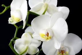 Orchid Flower Plant