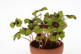 Four Leaf Clover Lucky Charm