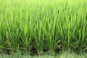 Grass Rice Cultivation