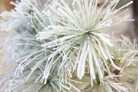 Nature Winter Season