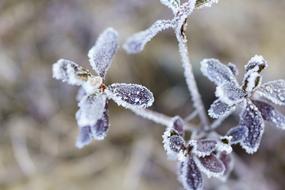Frost Winter Nature