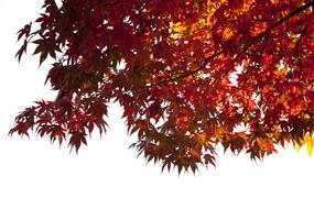 Autumn Leaves Maple