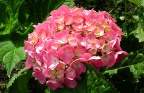 Nature Flower Hydrangea