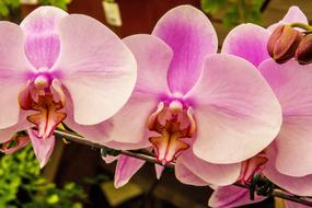 Pink Orchid Flower Plant
