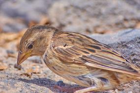 Nature Bird Animal World