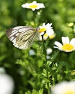Daisy Flower Butterfly
