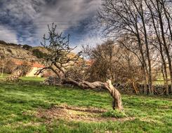 Nature Tree Landscape