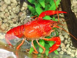 Crayfish Nature Macro