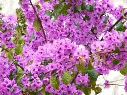 Flower Bougainvillea Plant
