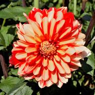 Dahlia Flower Nature